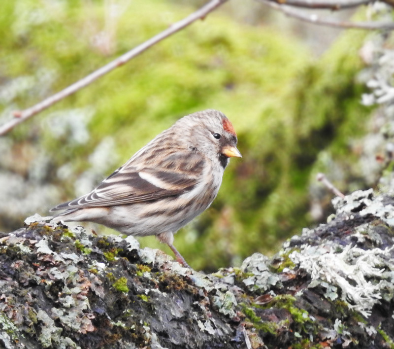 Redpoll male., Grsiska  (Carduelis flammea).jpg