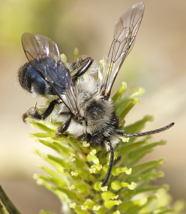 Ashy Mining-bee male, Sobersandbi hane  (Adrena cineraria).jpg