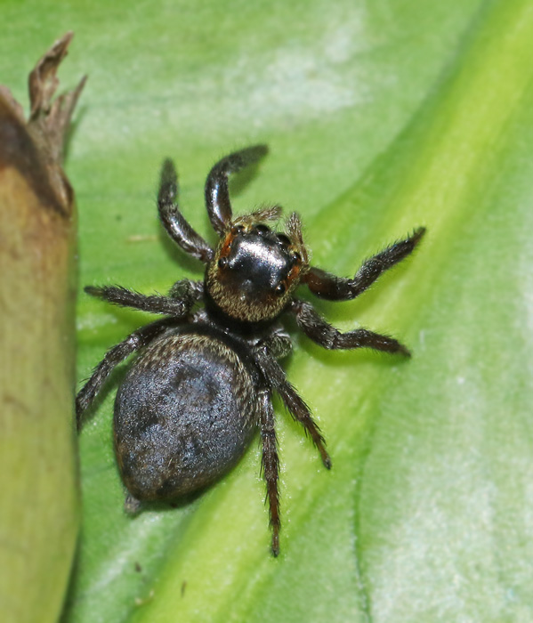 Bandithoppspindel (Evarcha arcuata).jpg