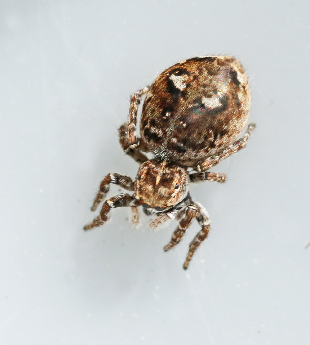 Vipphoppspindel (Attulus floricola).jpg
