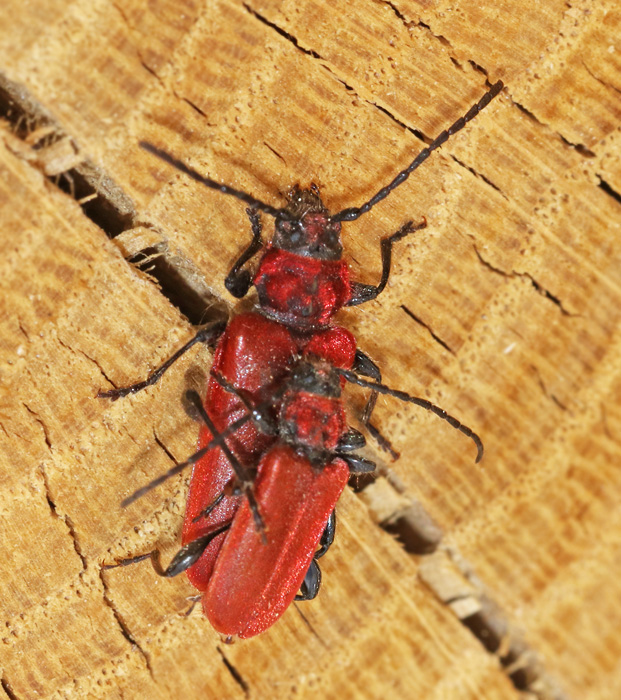 Rdhjon (Pyrrhidium sanguineum).jpg