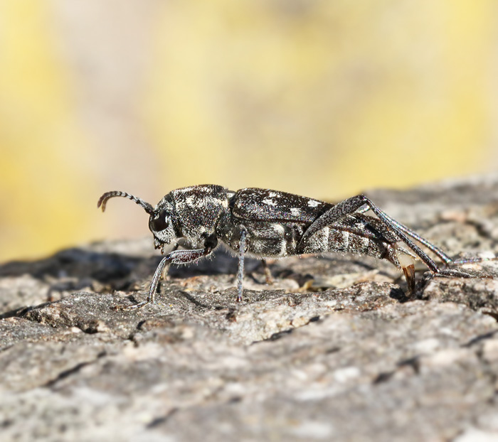 Grbandad getingbock (Xylostrychus rusticus).jpg