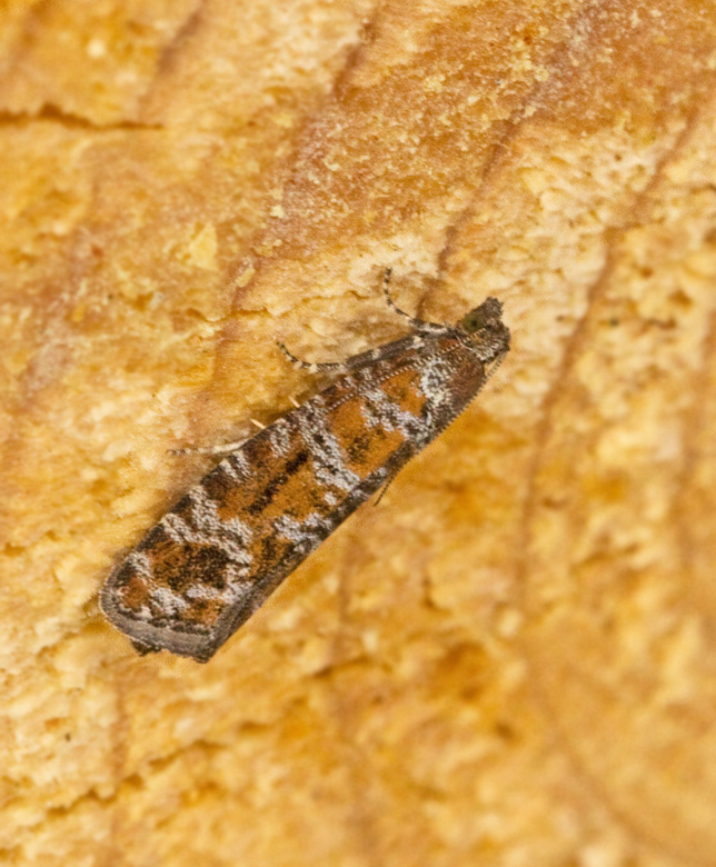 Gråbrun tallvecklare, Rhyacionia pinivorana.jpg