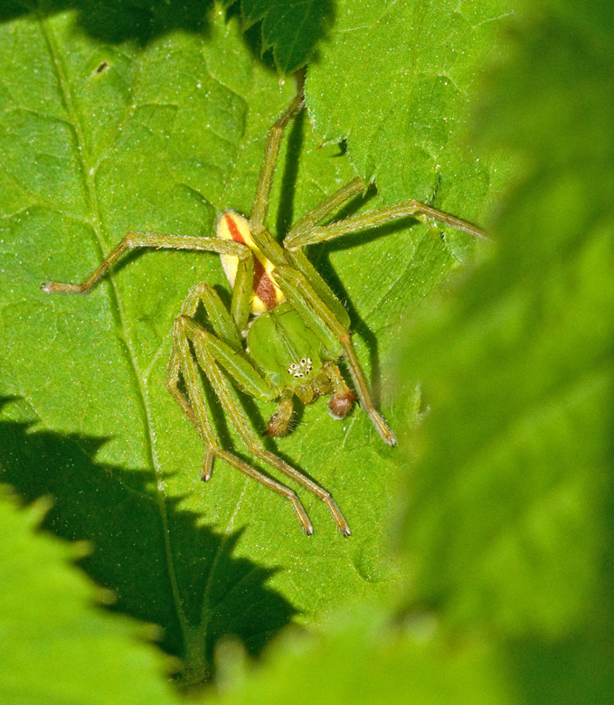Green huntsman Spider female, Grn bladspindel male, hane  (Micrommata virescens).jpg
