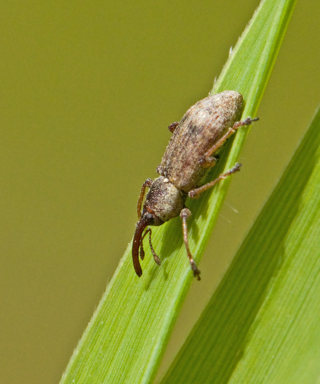 Thryogenes festucae.jpg