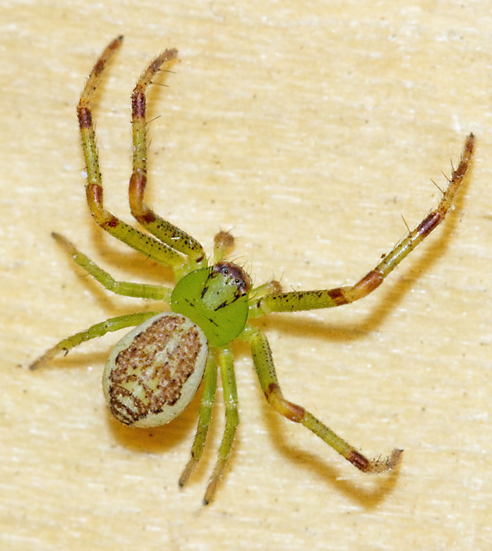 Bladkrabbspindel, Green Crab Spider (Diaea dorsata).jpg