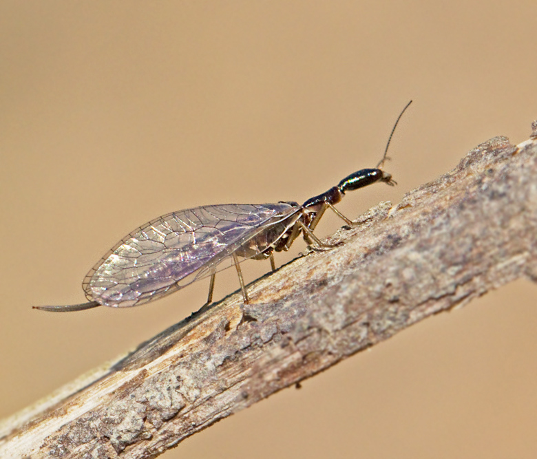 Xanthostigma xanthostigma.jpg
