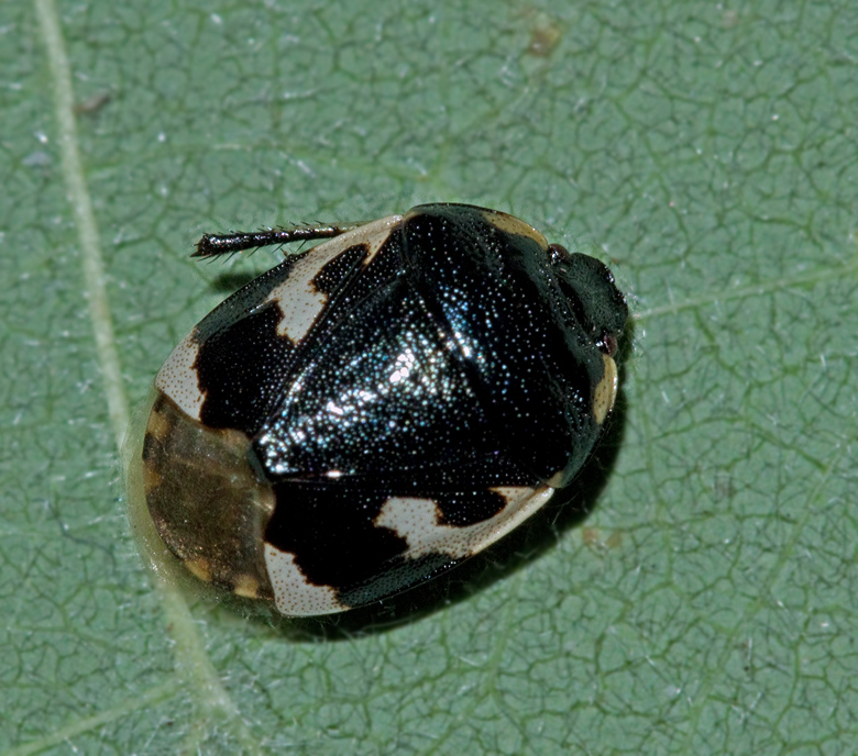 Svartvit taggbening, Tritomegas bicolor.jpg