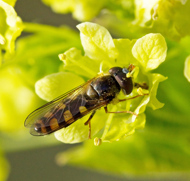 Majblomfluga, Epistrophella euchroma.jpg