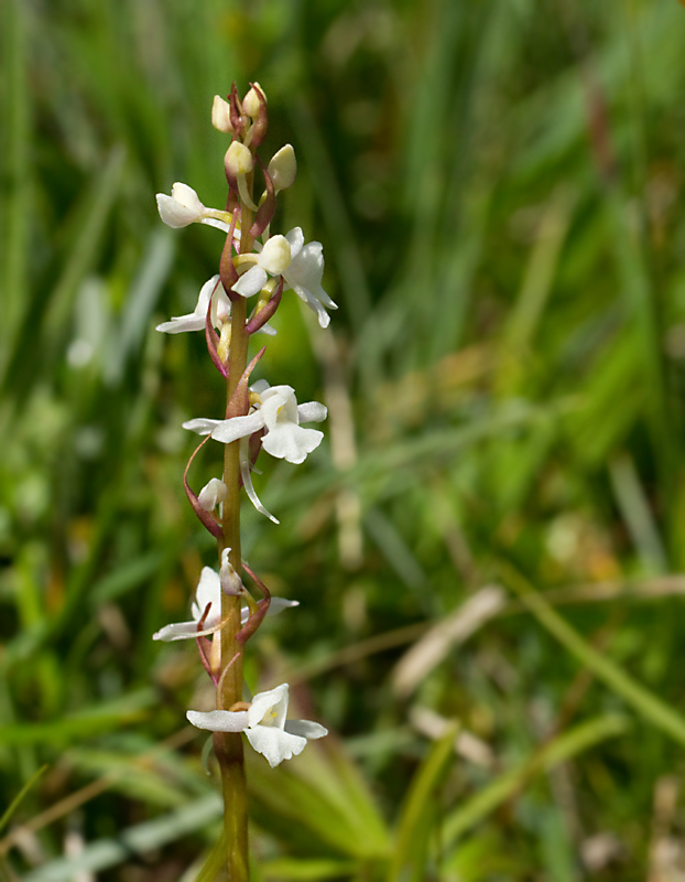 Fragrant Orchid, Brudsporre   (Gymnadenia conopsea).jpg