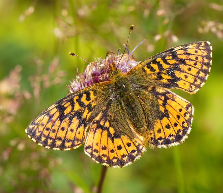 Cranberry Fritillary, Myrprlemorfjril, (Boloria aquilonaris).jpg