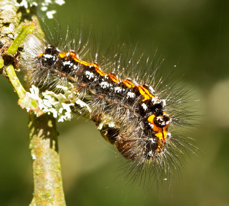 Yellow-tail, Krsbrsrdgump, Euproctis similis.jpg