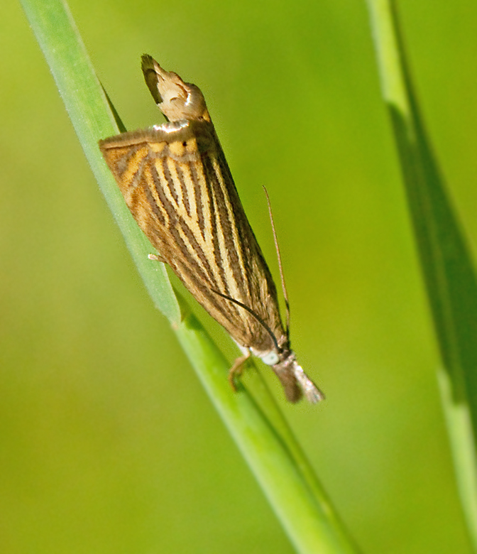 Trädgårdsgräsmott (Chrysoteuchia culmella).jpg