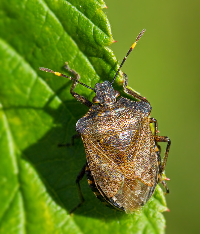 Trädrovbärfis, Troilus luridus.jpg