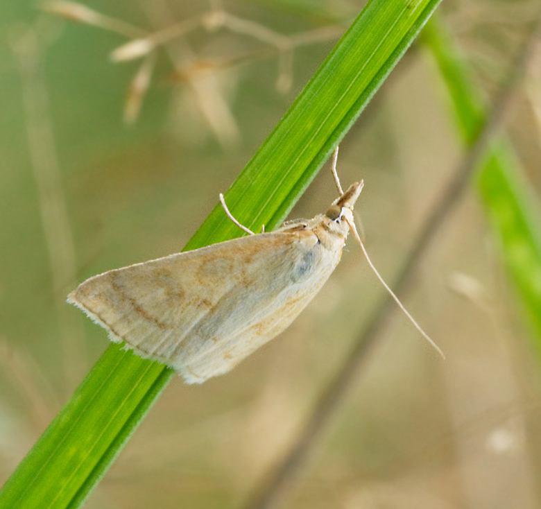 Blekgult ängsmott, Udea lutealis.jpg