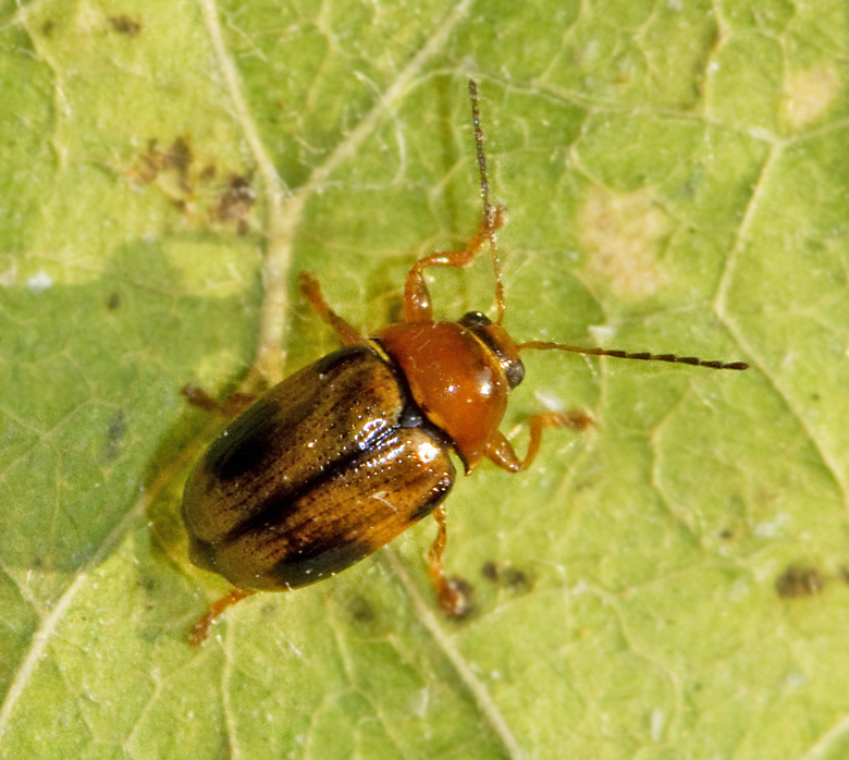 Liten fallbagge (Cryptocephalus pusillus).jpg
