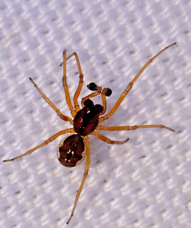 Randig kkspindel, Pachygnatha listeri.jpg