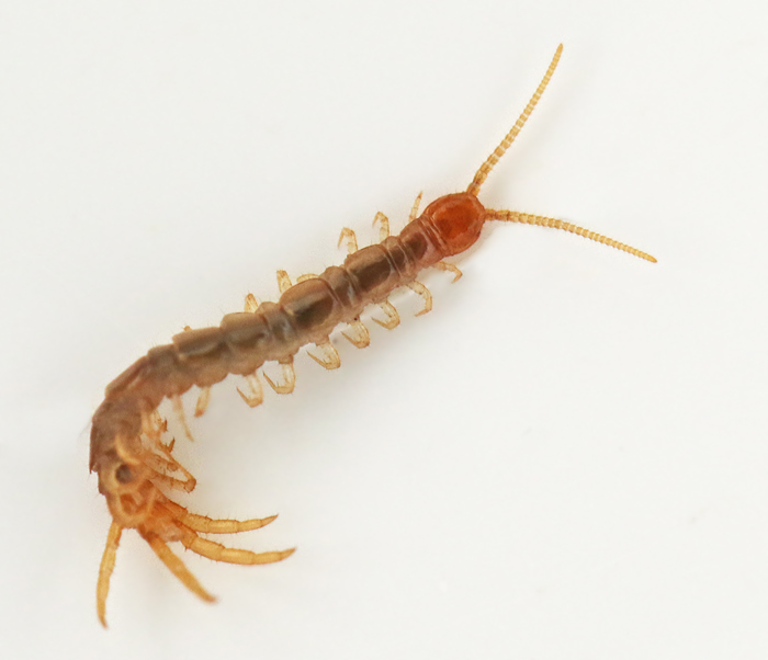 Pysslingstenkrypare, Lithobius microps.jpg