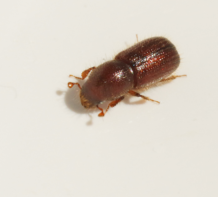 Hrig barkborre, Dryocoetes autographus.jpg