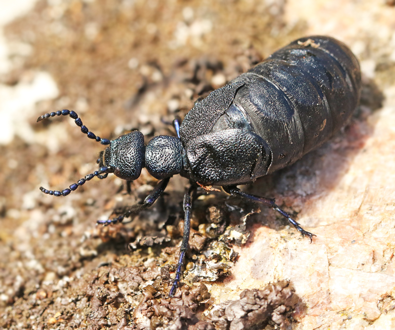 Black Oil Beetle, Svart majbagge  (Meloe proscarabaeus).jpg