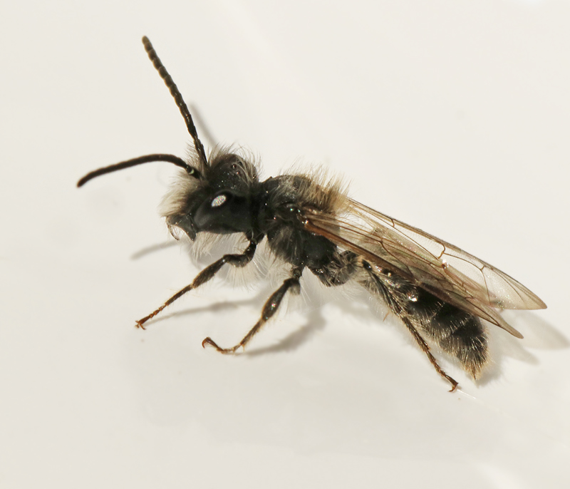Vrsandbi, Andrena praecoxjpeg