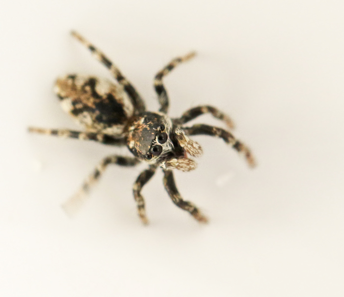 Stamzebraspindel (Salticus cingulatus).jpg