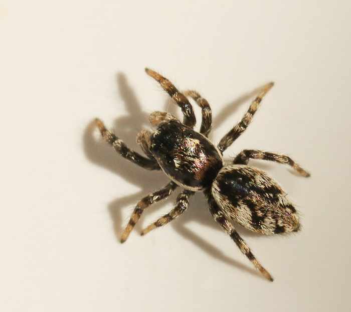 Stamzebraspindel (Salticus cingulatus).jpg