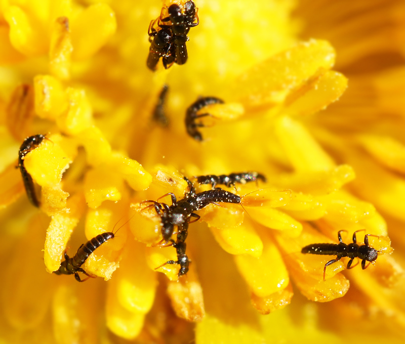 Oil Beetle larvae waiting for their host bee on an Adonis flower