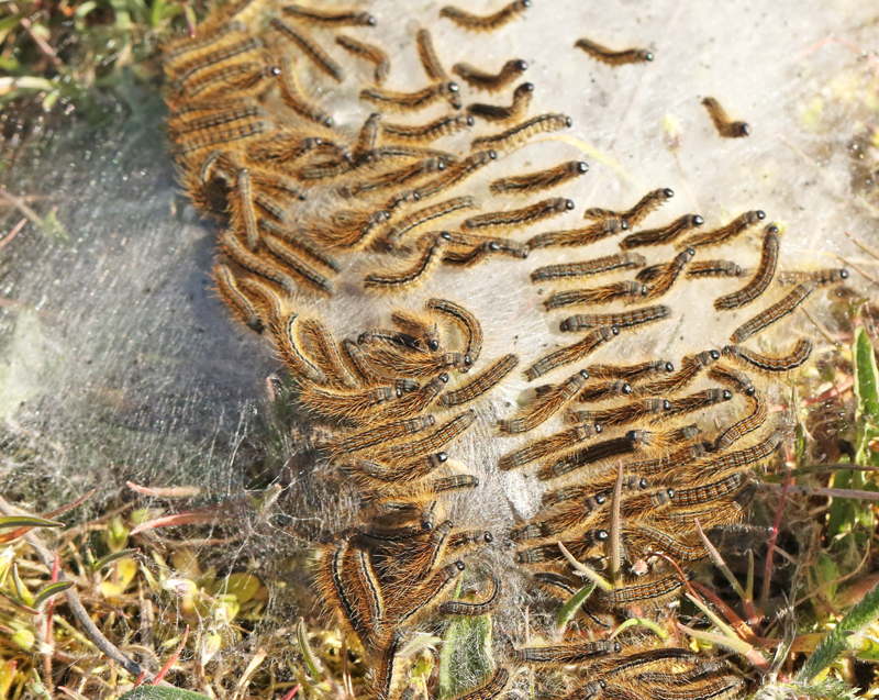 Ground Lackey larvae. jpg