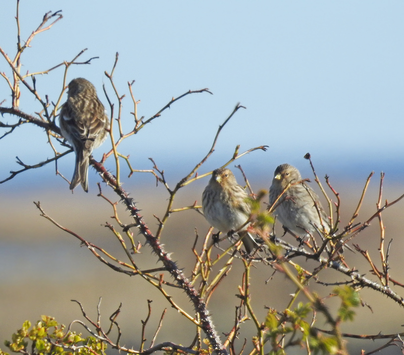 Twite, Vinterhämpling.jpg