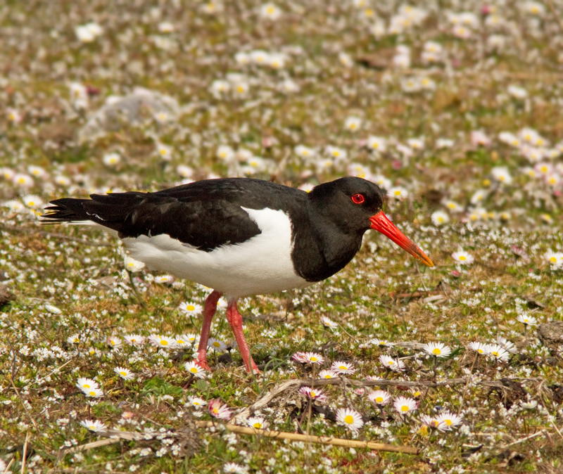 Oystercatcher, Strandskata   (Haematopus ostralegus).jpg