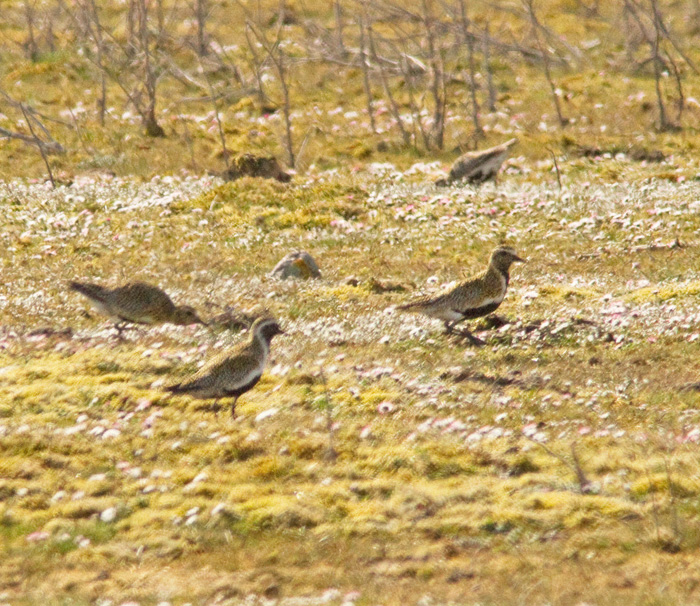 Golden Plover, Ljungpipare (Pluvialis apricaria).jpg