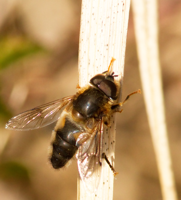 Gulfotad  slamfluga (Eristalis pertinax).jpg