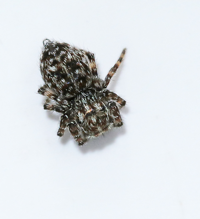Klipphoppspindel Attulus pubescens.jpg