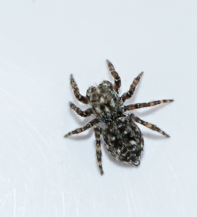 Klipphoppspindel Attulus pubescens.jpg