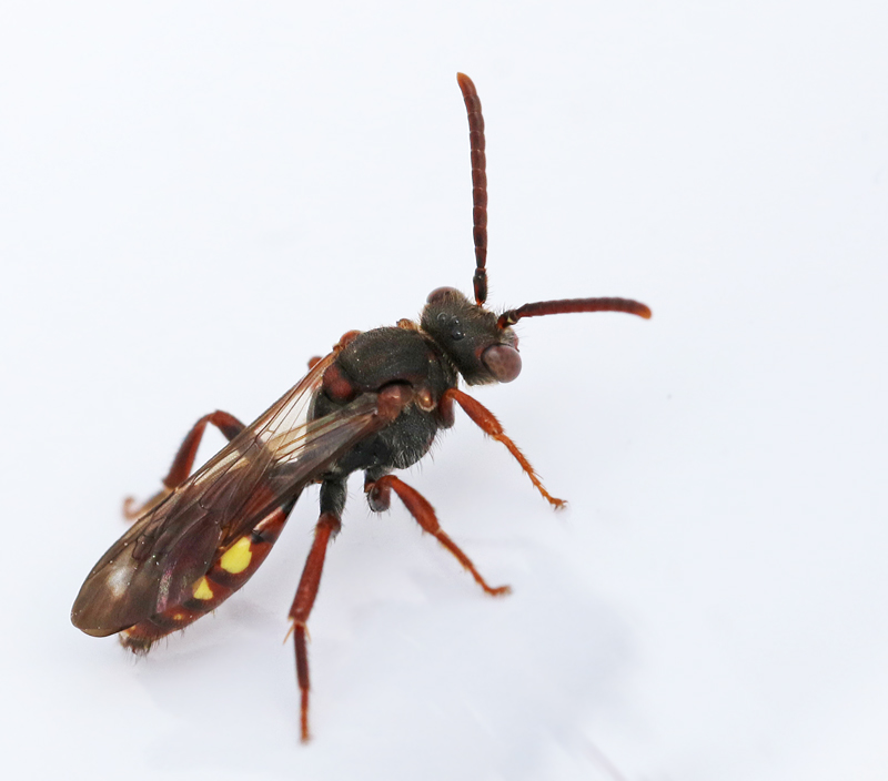 Nomada panzeri Skogsgkbi.jpg
