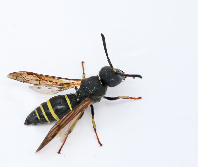 Ancistrocerus nigricornis, Vrmurargeting.jpg