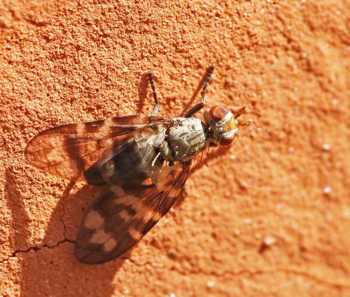 Otites centralis Ulididae.jpg