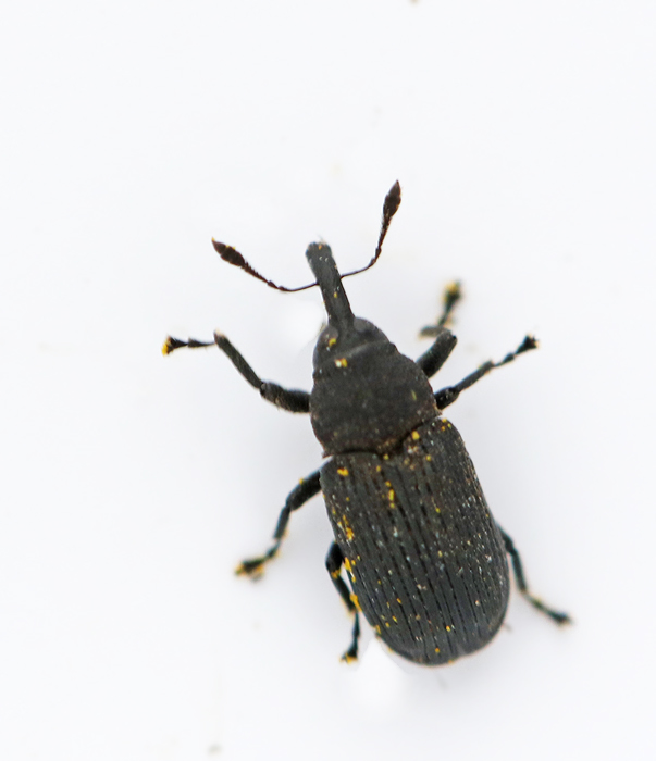  Magdalis cerasi.jpg
