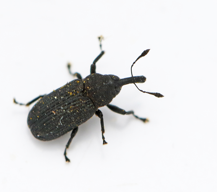Magdalis cerasi.jpg
