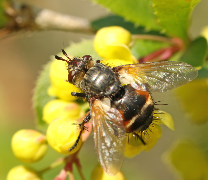  Tachina magnicornis.jpg