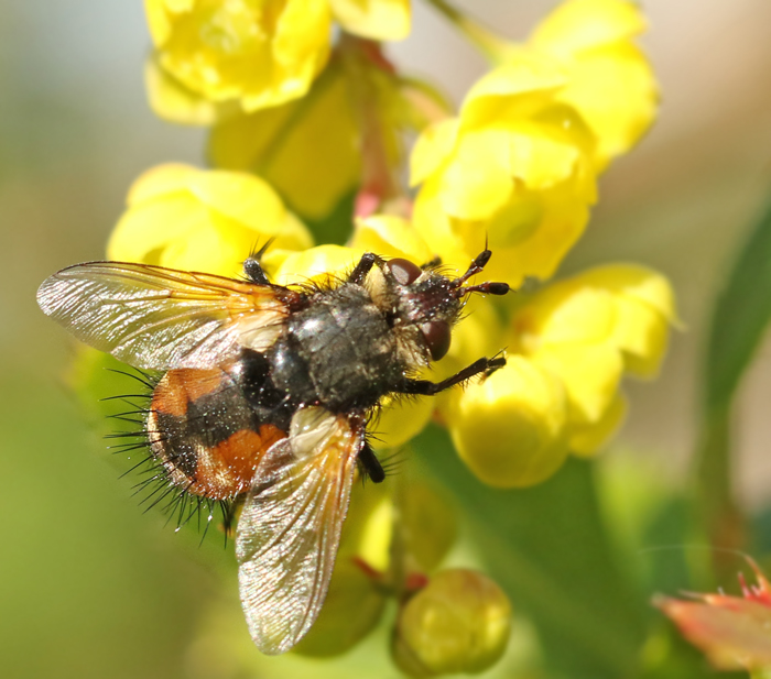 Tachina magnicornis.jpg