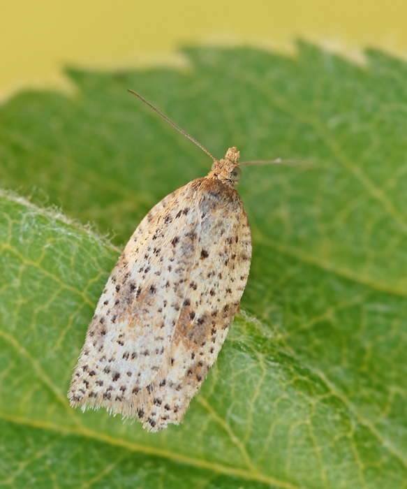 Acleris ferrugana Glansig bokvårvecklare.jpg