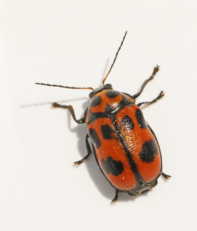  Cryptocephalus sexpunctata Sexflckig fallbagge.jpg