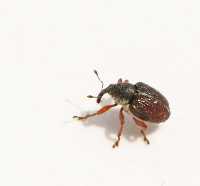 0O9A2002a Amalus scortillum.jpg