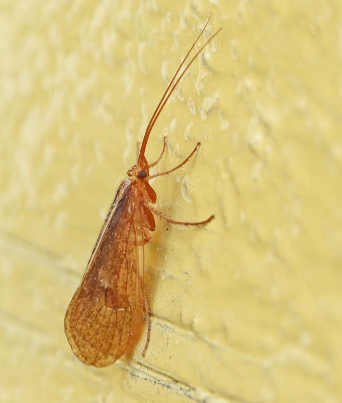  Limnephilus luridus.jpg