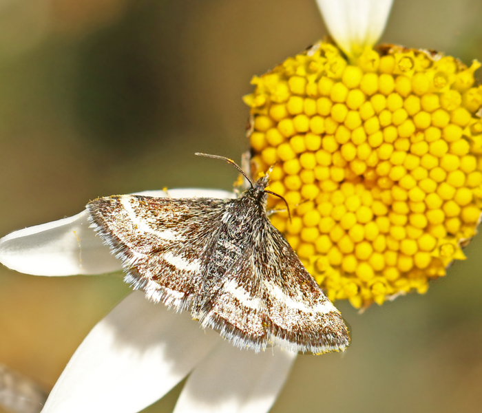  Pyrausta nigrata Svart ljusmott.jpg