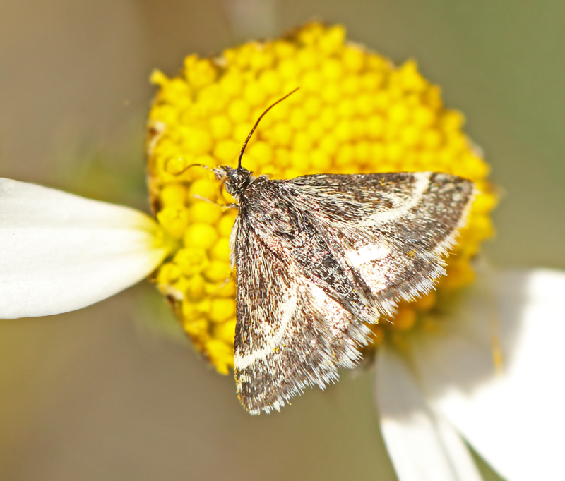  Pyrausta nigrata Svart ljusmott.jpg