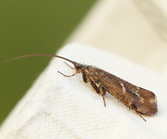  Limnephilus auricula.jpg