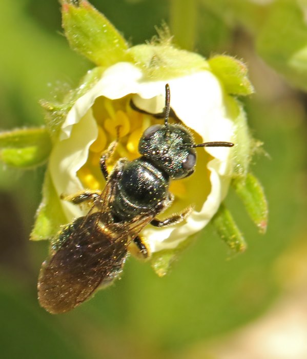 Ceratina cyanea. Cyanmärgbi. jpeg